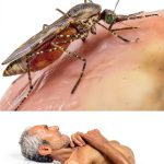 Medical Sciences Series: A Comprehensive Guide to Health and Wellness-0